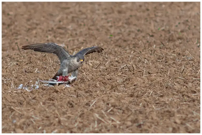 Pilgrimsfalk - (Peregrine Falcon) - på en åker med slagen mås