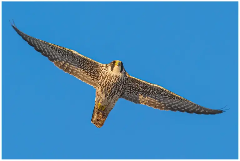 Pilgrimsfalk - (Peregrine Falcon) - juvenil