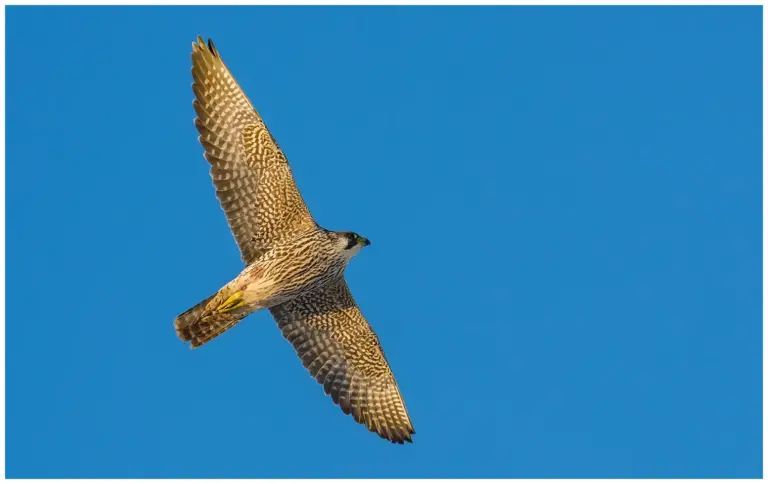 Pilgrimsfalk - (Peregrine Falcon)