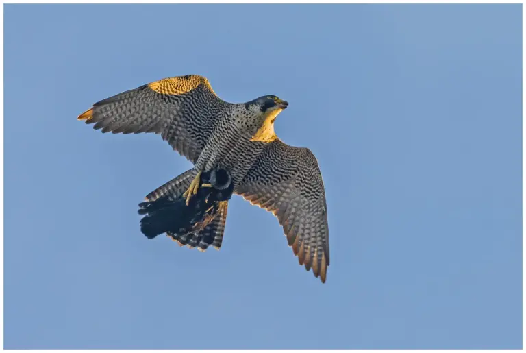 Pilgrimsfalk - (Peregrine Falcon)