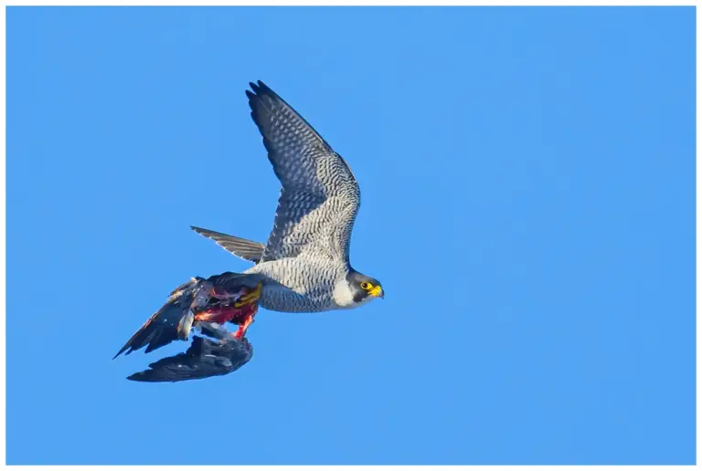 Pilgrimsfalk - (Peregrine Falcon) - kommer flygande med slagen duva i klorna