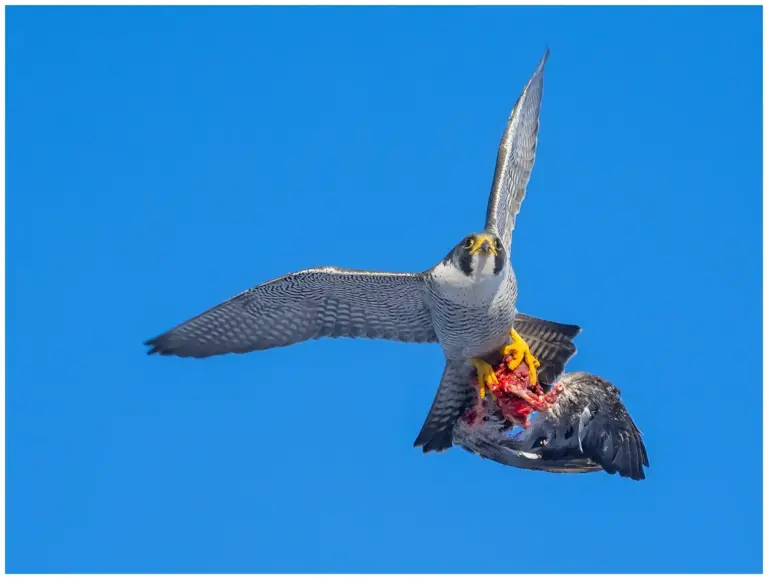 Pilgrimsfalk - (Peregrine Falcon) - med en duva i klorna