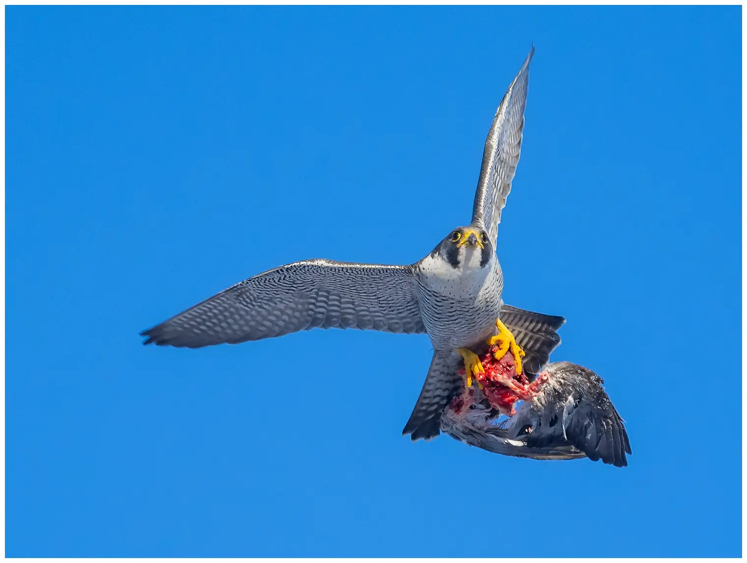 Pilgrimsfalk - Peregrine Falcon - Falco peregrinus