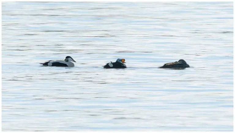 Praktejder - (King Eider) med ejdrar