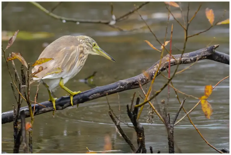 Rallhäger - Squacco Heron