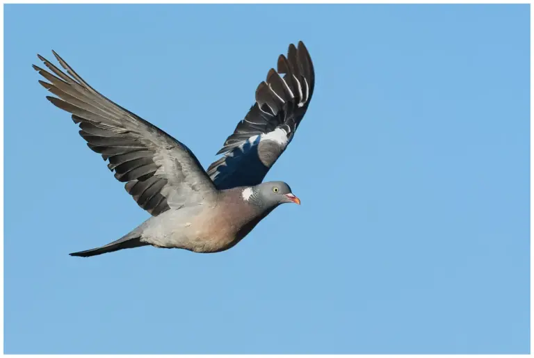 ringduva flyger med vingarna uppåt och blå himmel