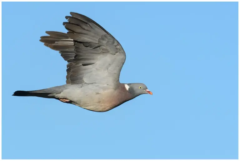 ringduva flygande mot en klarblå himmel