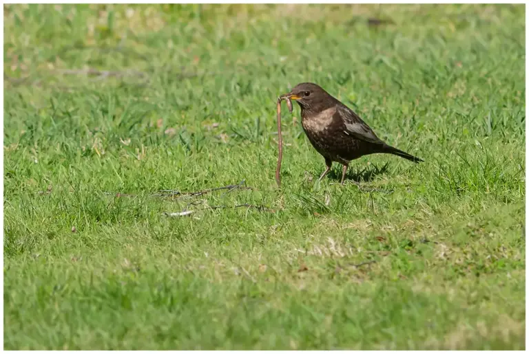 ringtrast - (ring-ouzel) - med en lång mask i näbben