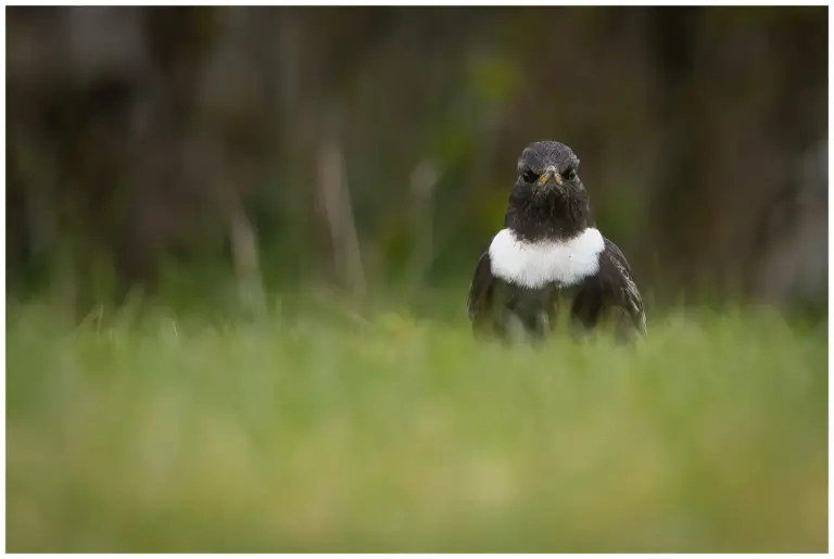 ringtrast - (ring-ouzel)