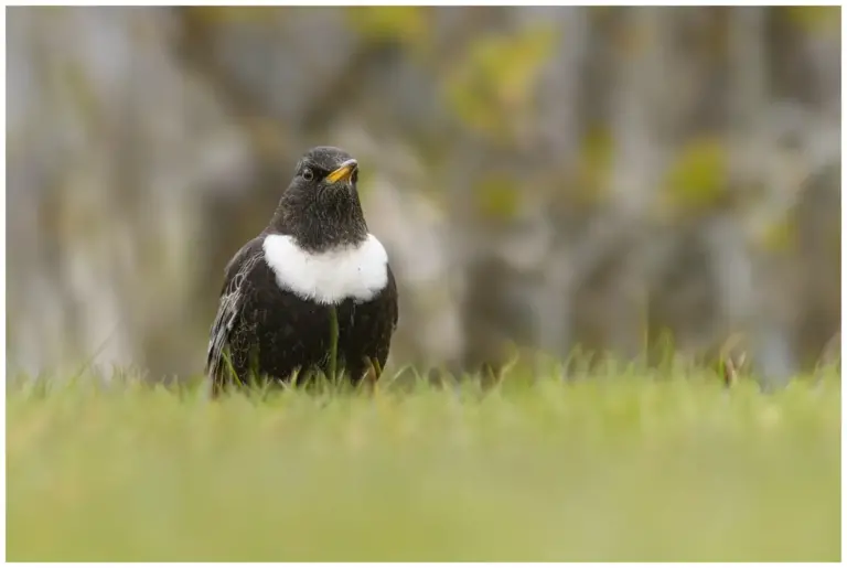 ringtrast - (ring-ouzel)