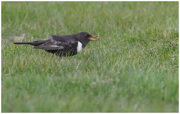 ringtrast - (ring-ouzel) - hane äter mask