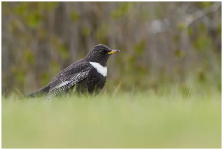 ringtrast - (ring-ouzel) - hane födosöker