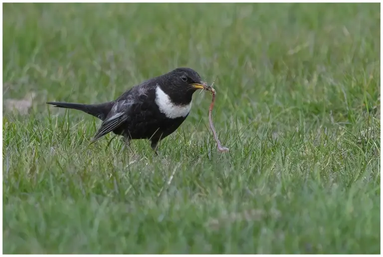 ringtrast - (ring-ouzel) - mask i näbben