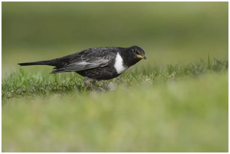 ringtrast - (ring-ouzel) hane på gräsmattan