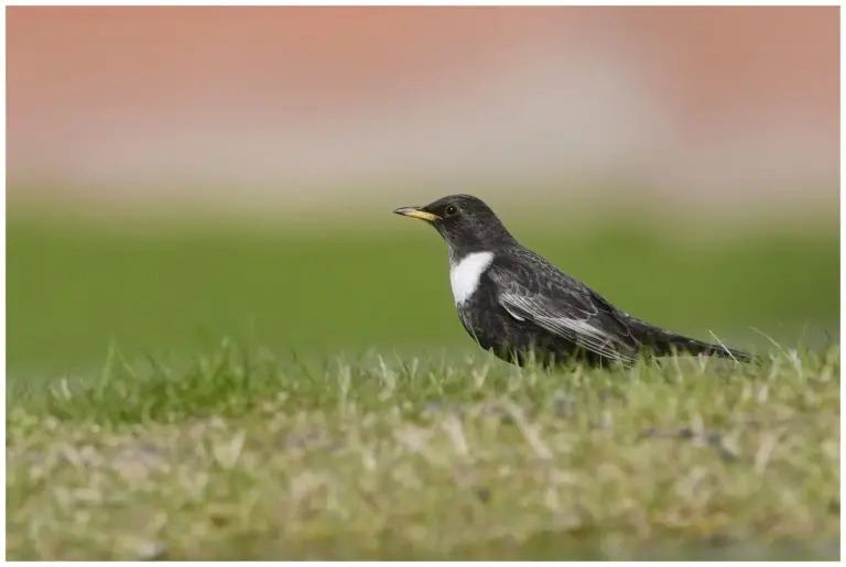 ringtrast - (ring-ouzel)