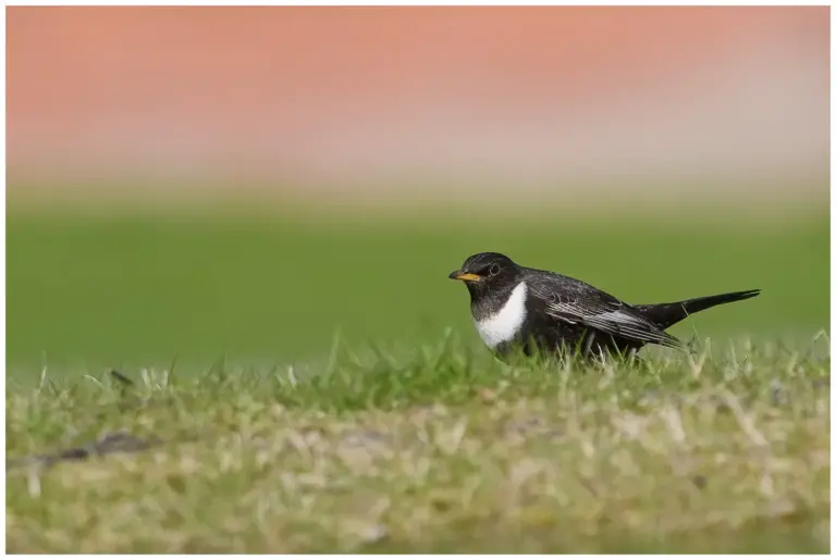 ringtrast - (ring-ouzel) - hanne