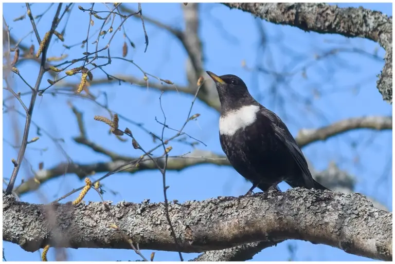 ringtrast - (ring-ouzel) - i ett träd