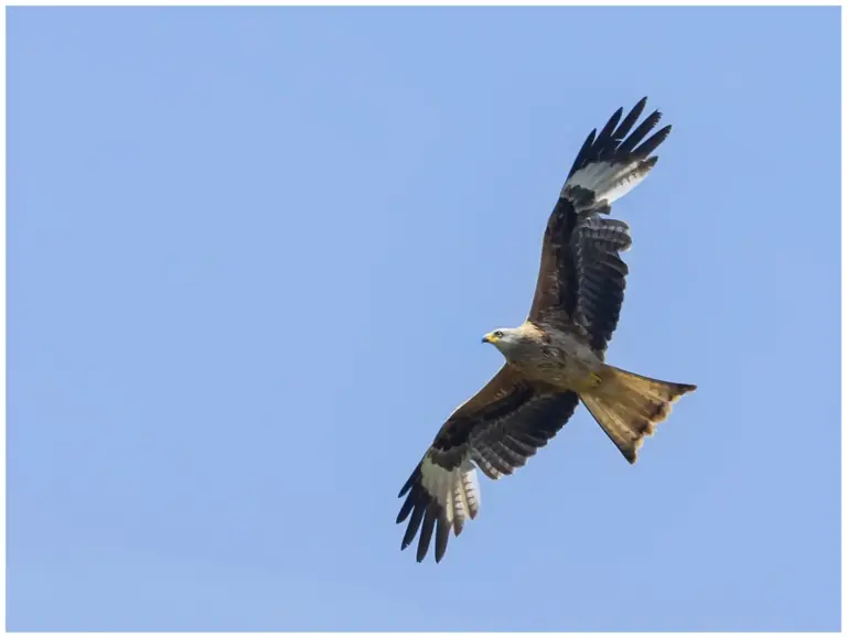 Röd glada - (red kite)