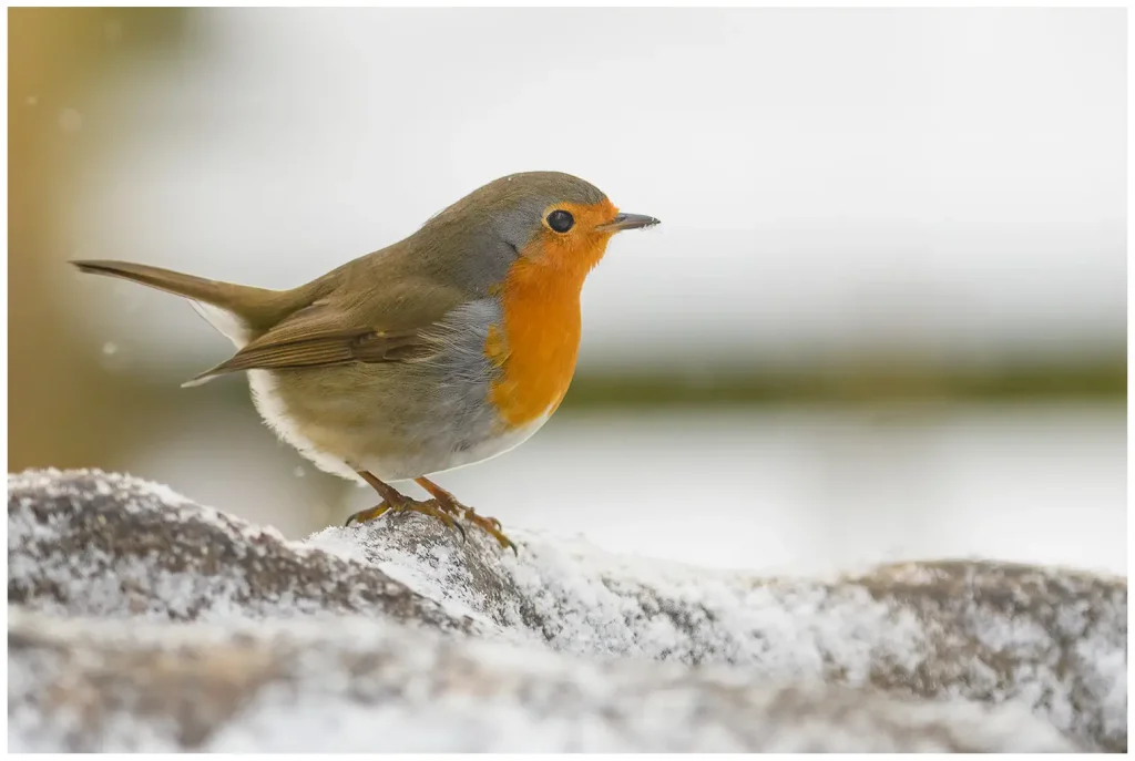Rödhake - European Robin Rödhake på vintern