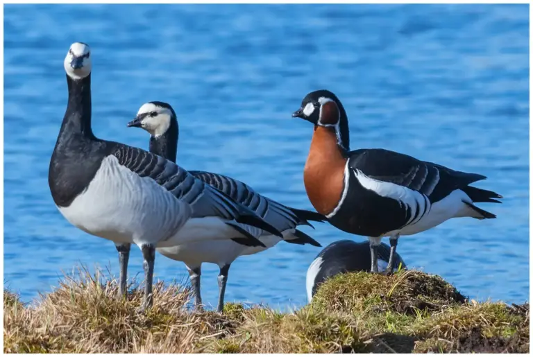 Rödhalsad Gås - Red-breated Goose tillsammans med vitkindad gås med vatten i bakgrunden