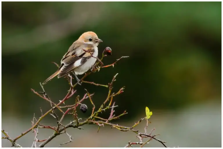 Rödhuvad Törnskata - Woodchat Shrike - på en nyponbuske