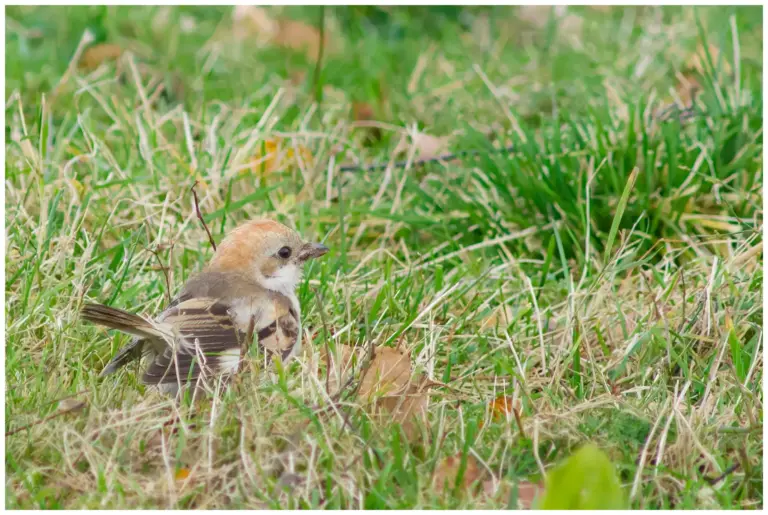 Rödhuvad Törnskata - Woodchat Shrike - på marken av gräs