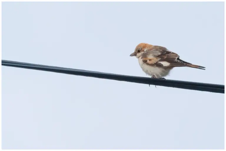 Rödhuvad Törnskata - Woodchat Shrike - sitter på en ledning