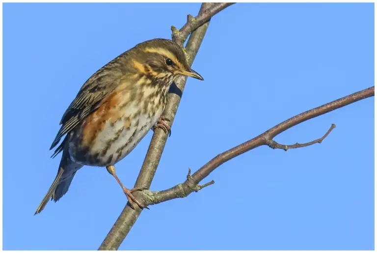 rödvingetrast - (redwing)