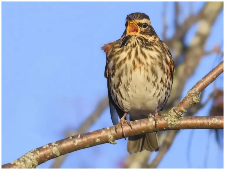 rödvingetrast - (redwing) på en gren med näbb öppen och tittat in i kameran