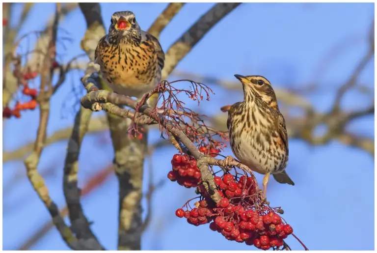 rödvingetrast - (redwing) i rönnbärsträd tillsammans med en björktrast