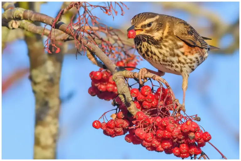 rödvingetrast - (redwing) äter rönnbär och har ett bär i munnen