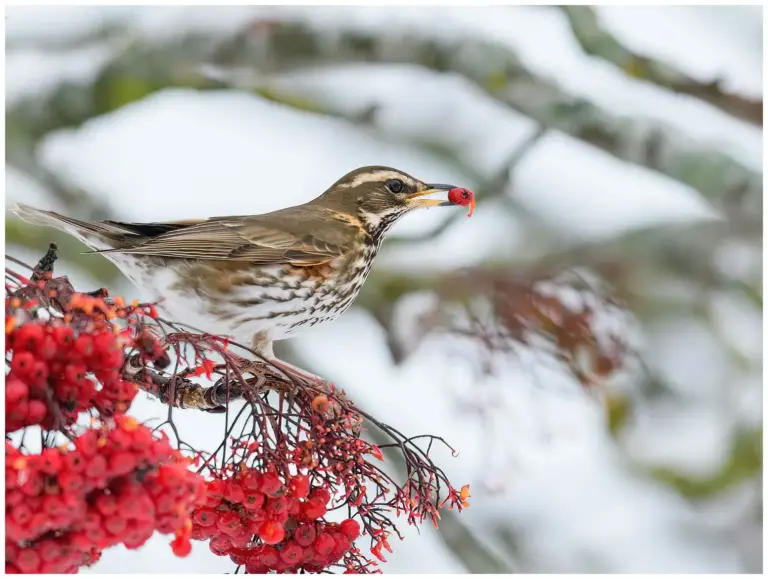 rödvingetrast - (redwing)