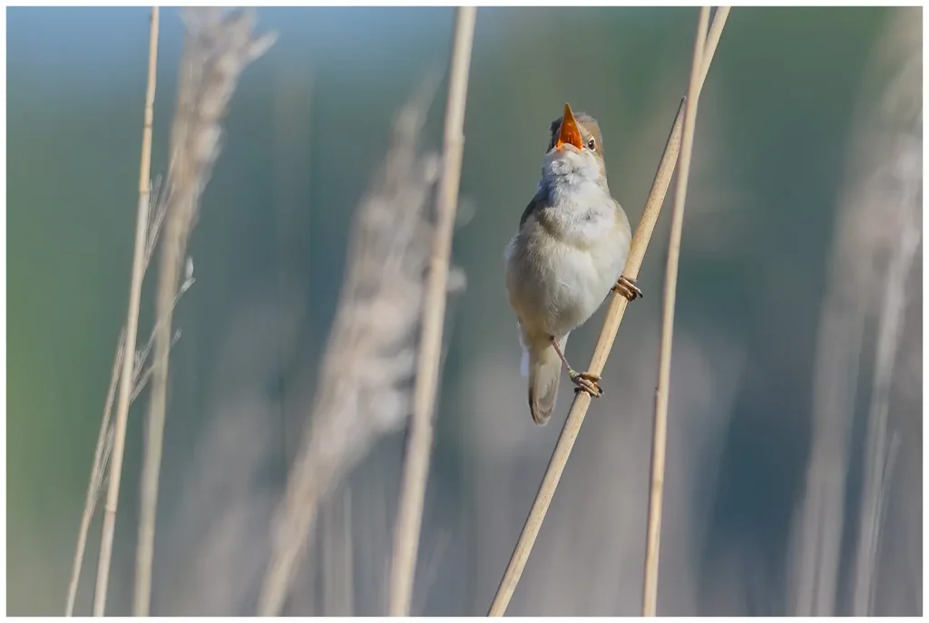 Rörsångare - European Reed Warbler - sjungande med näbben öppen sittandes på vass