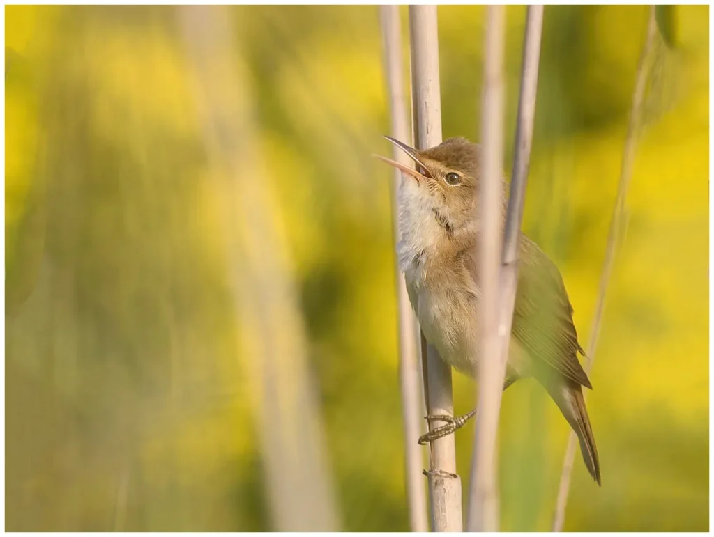 Rörsångare - European Reed Warbler - sjunger i vassen mot gul bakgrund