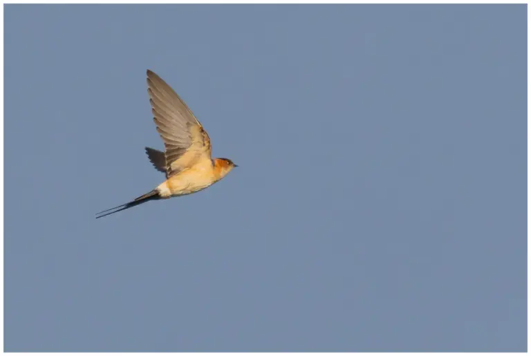 Rostgumpsvala - (Red-rumped Swallow) flyger