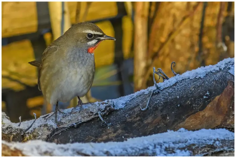 Rubinnäktergal - (Siberian Rubythroat)