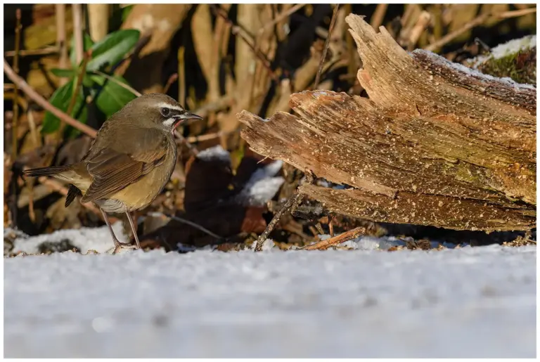 Rubinnäktergal - (Siberian Rubythroat)