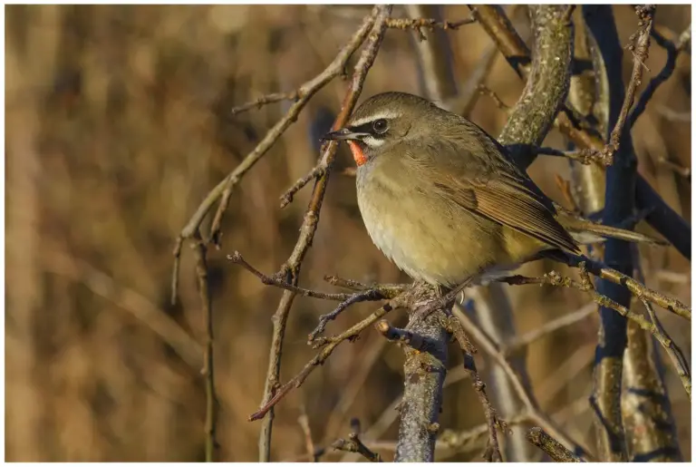 Rubinnäktergal - (Siberian Rubythroat)