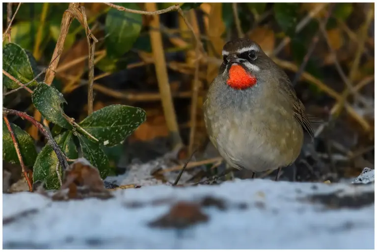 Rubinnäktergal - (Siberian Rubythroat)