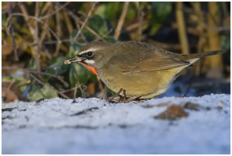 Rubinnäktergal - (Siberian Rubythroat) fotograferad i Vargön 20220106