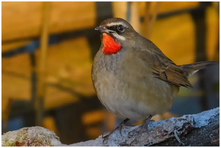 rubinnaktergal - (calliope calliope)