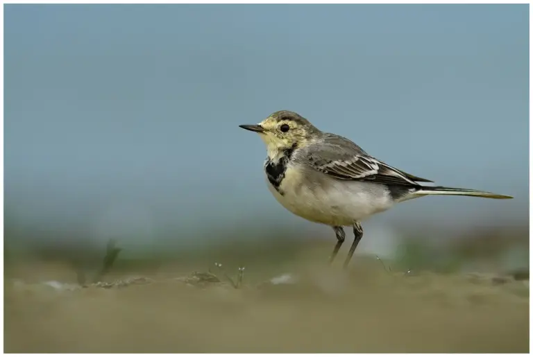 Sädesärla - White Wagtail