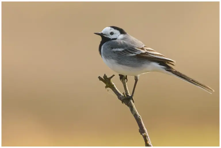 Sädesärla - White Wagtail