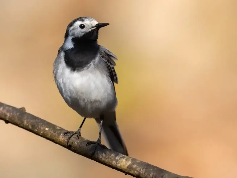 Sädesärla - White Wagtail