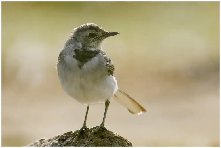 Sädesärla - White Wagtail