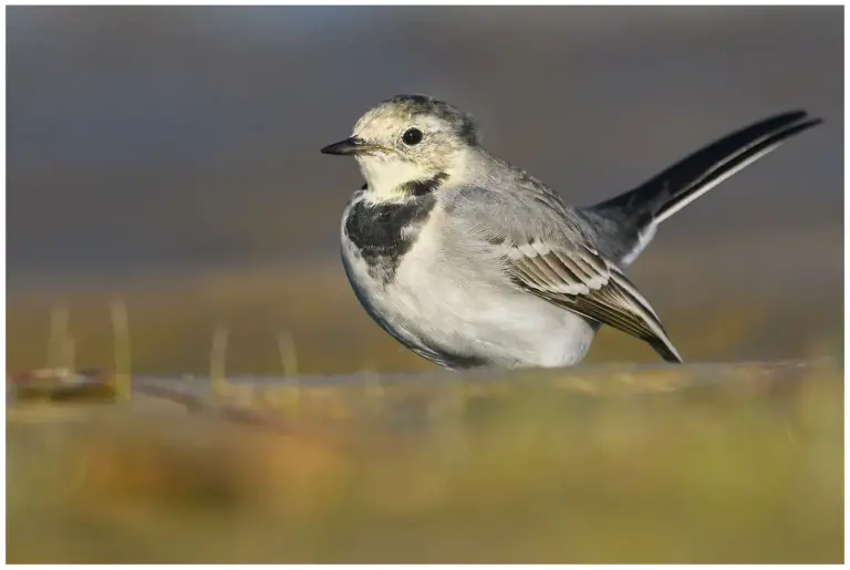 Sädesärla - White Wagtail