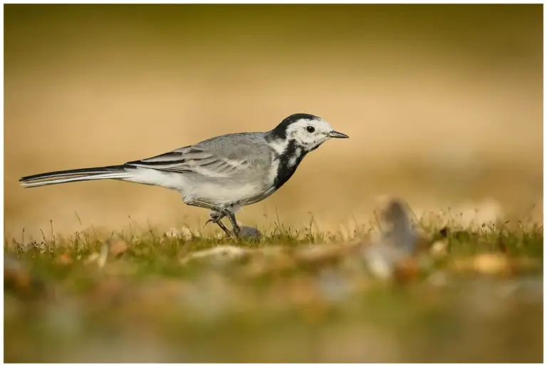 Sädesärla - White Wagtail i kvällsljus