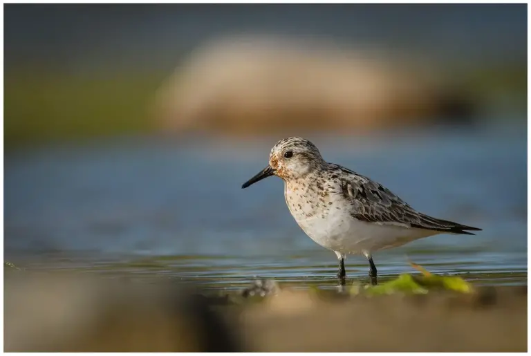 Sandlöpare fotograferad från låg vinkel, står i profil i vattnet i solsken