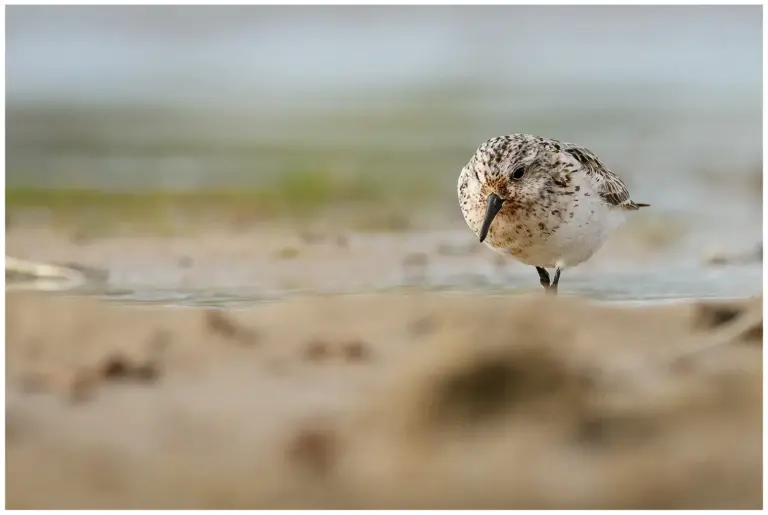 Sandlöpare går och letar föda i strandkanten