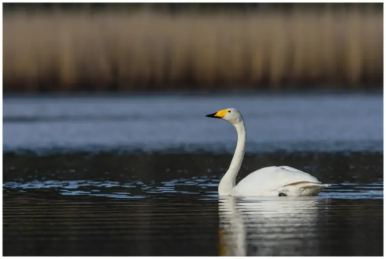 sångsvan - (whooper swan)